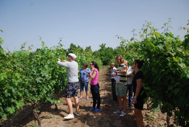 Оливье Дога, известный энолог из Бордо учит правильно обрабатывать виноградники