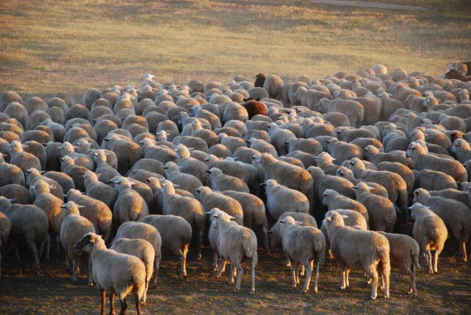 a Flock of sheep, Danubian Bessarabia