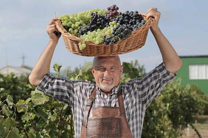  Сезон сбора урожая и Фестиваль молодого вина в винодельне «Колонист». Август-октябрь 2017