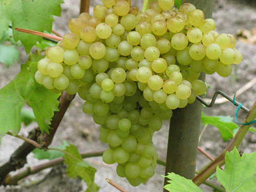Столовий сорт винограду Кишмиш-342