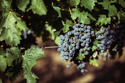 Как правильно собрать урожай, чтобы получилось качественное вино